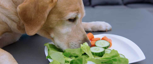 Volledig bericht lezen: Plantaardig dieet voor de hond: wel of niet mogelijk?